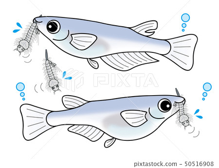 裸露的男性和女性medakafish Mosquitolarvae 50516908