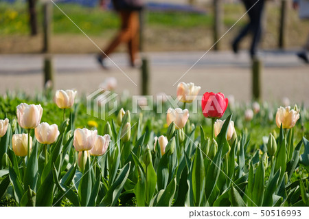 鬱金香紅色白色紅色花Bami多小山公園奈良縣 50516993