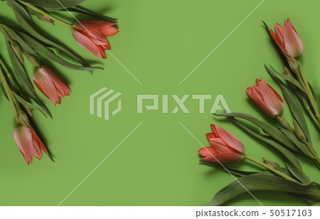 spring tulip flowers on green background. Top view 50517103