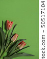spring tulip flowers on green background. Top view 50517104