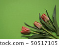spring tulip flowers on green background. Top view 50517105