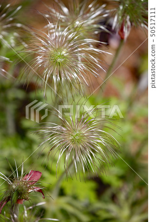 Okinagusa 50517111