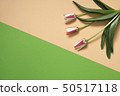 spring tulip flowers on green and beige color 50517118