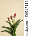 spring tulip flowers on beige background. Top view 50517119