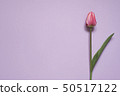 spring flower on lilac background. Top view 50517122