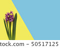 Flowers on blue and yellow color background. 50517125