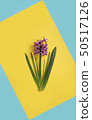 Flowers on blue and yellow color background. 50517126