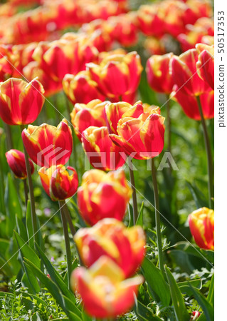Tulip russion red orange yellow flower 50517353
