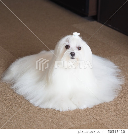 Maltese Maltese 50517410