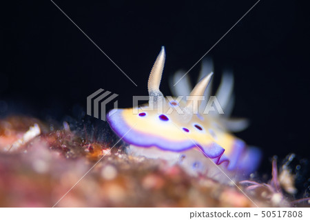 海參 海參 50517808