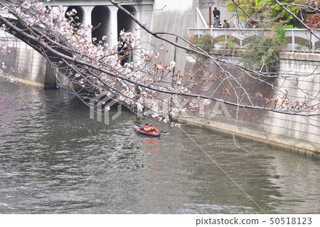 Cherry blossoms seen from the Meguro River promenade Cherry blossoms seen from the Meguro River promenade 50518123