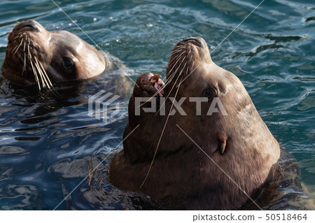 Wild Steller Sea Lion or Northern Sea Lion Wild Steller Sea Lion or Northern Sea Lion 50518464