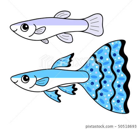 Guppy guppy male and female 50518693