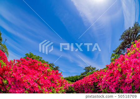 Azalea fish eye lens in Komuroyama Park Ito City, Shizuoka Prefecture 50518709