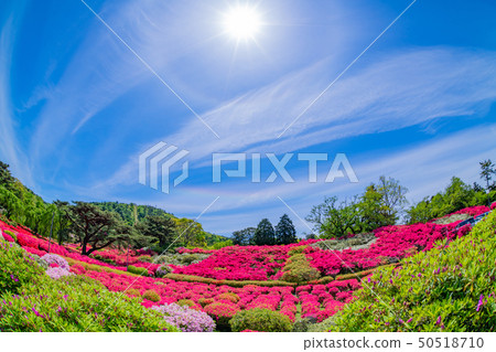 Azalea fish eye lens in Komuroyama Park Ito City, Shizuoka Prefecture 50518710