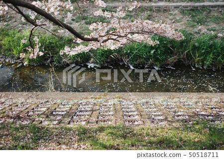 Cherry blossoms of Saho River Spring 2019 Nara City 50518711