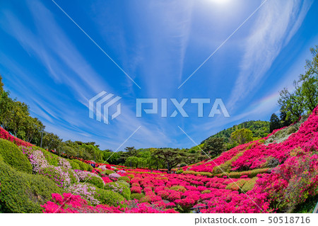 Azalea fish eye lens in Komuroyama Park Ito City, Shizuoka Prefecture 50518716