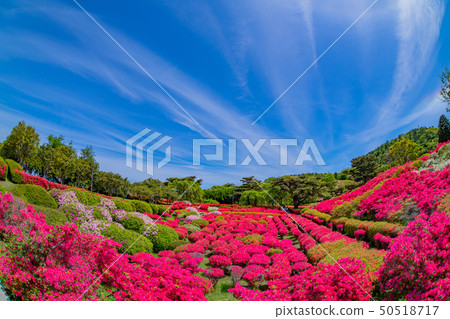 Azalea fish eye lens in Komuroyama Park Ito City, Shizuoka Prefecture Azalea fish eye lens in Komuroyama Park Ito City, Shizuoka Prefecture 50518717