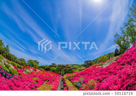 Azalea fish eye lens in Komuroyama Park Ito City, Shizuoka Prefecture 50518719