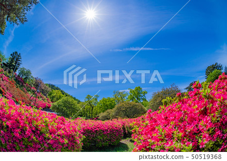Azalea fish eye lens in Komuroyama Park Ito City, Shizuoka Prefecture 50519368