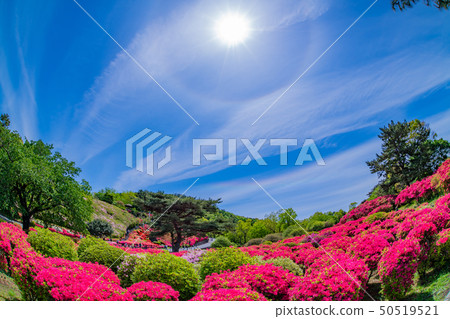 Azalea of Ito City, Shizuoka Prefecture Komuroyama Park 50519521