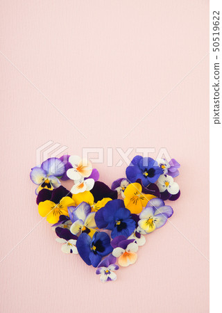 三色堇 三色堇 50519622