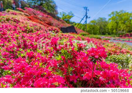 Azalea of Ito City, Shizuoka Prefecture Komuroyama Park Azalea of Ito City, Shizuoka Prefecture Komuroyama Park 50519668