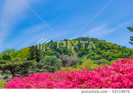 靜岡縣伊東市的杜鵑花Komuroyama公園 靜岡縣伊東市的杜鵑花Komuroyama公園 50519670