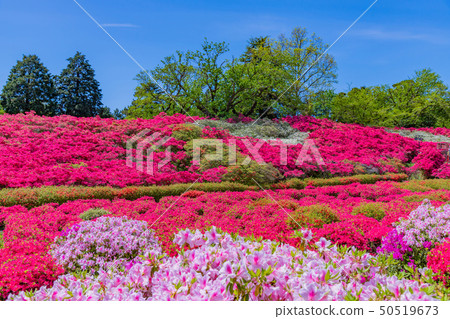 靜岡縣伊東市的杜鵑花Komuroyama公園 50519673