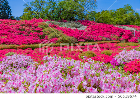 靜岡縣伊東市的杜鵑花Komuroyama公園 50519674