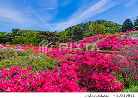 Azalea of Ito City, Shizuoka Prefecture Komuroyama Park 50519681