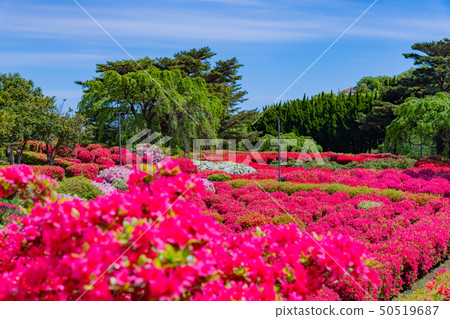 Azalea of Ito City, Shizuoka Prefecture Komuroyama Park 50519687