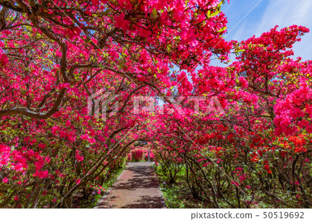 Azalea of Ito City, Shizuoka Prefecture Komuroyama Park 50519692