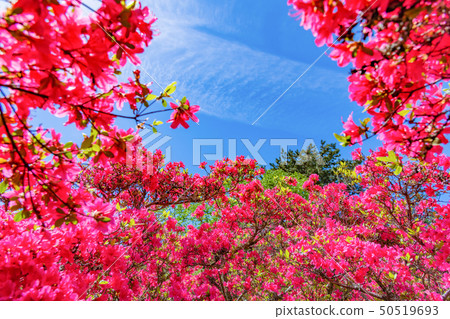 Azalea of Ito City, Shizuoka Prefecture Komuroyama Park 50519693
