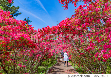 Azalea of Ito City, Shizuoka Prefecture Komuroyama Park 50519695