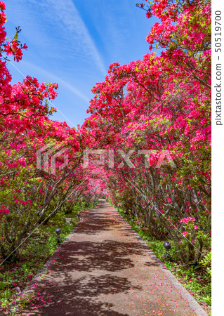 Azalea of Ito City, Shizuoka Prefecture Komuroyama Park 50519700