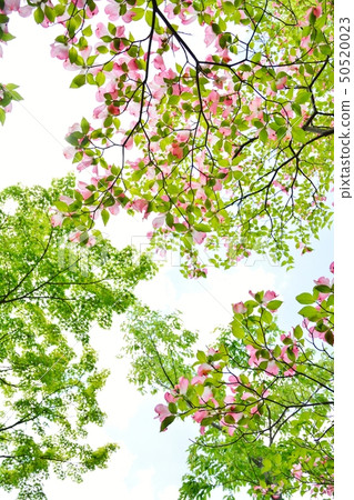 Fresh green and dogwood (N) Fresh green and dogwood (N) 50520023
