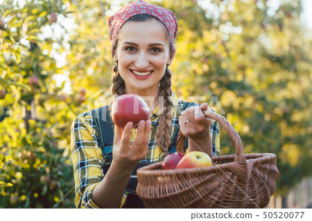 Farmer woman in fruit orchard holding apple in her hands offering Farmer woman in fruit orchard holding apple in her hands offering 50520077