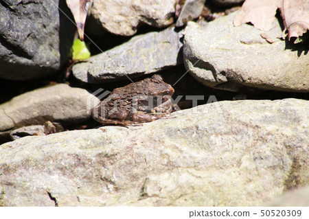  Bamboo shoots 50520309