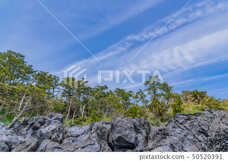 靜岡縣伊東市長崎海岸 50520391