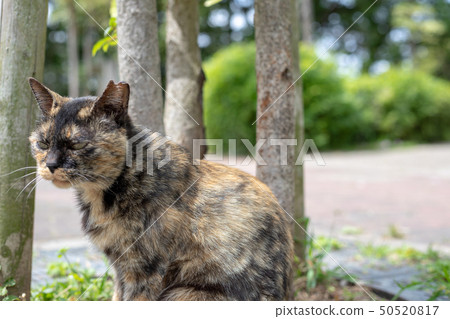 A cat in a country of shura 50520817