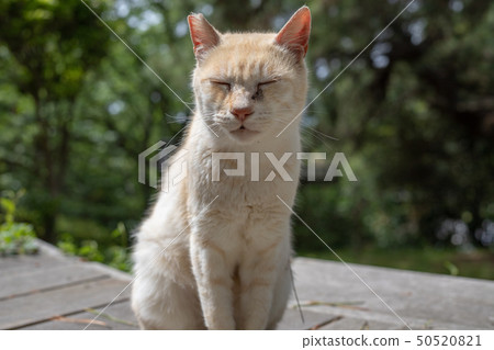 一隻貓在舒拉的國家 50520821