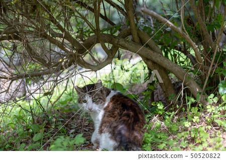 A cat in a country of shura A cat in a country of shura 50520822