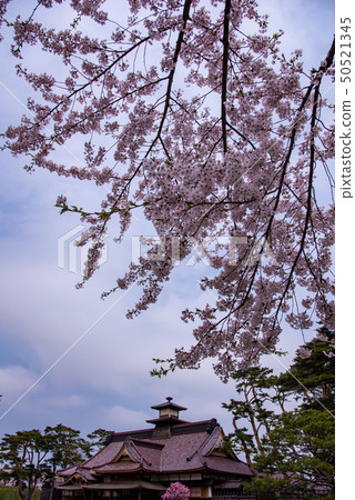 北海道函館五棱郭公園恢復了函館的辦公室和櫻花 50521345