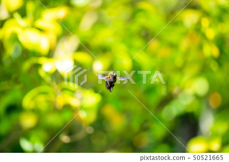 一隻蜜蜂徘徊 50521665