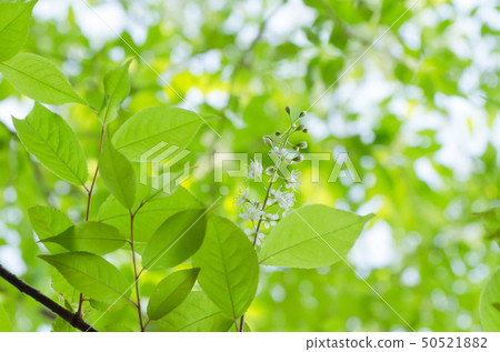 Umizuzakura (scientific name: Padus grayana) Umizuzakura (scientific name: Padus grayana) 50521882