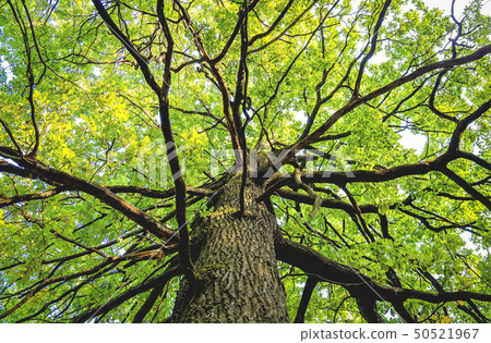 View up from bottom of a lagre maple tree with 50521967