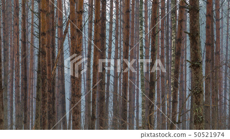 Forest trees background Forest trees background 50521974