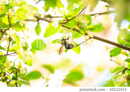 Bumblebee sucking nectar of flower 50522015