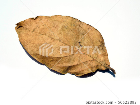 Dried leaves with nature on a white background. 50522892